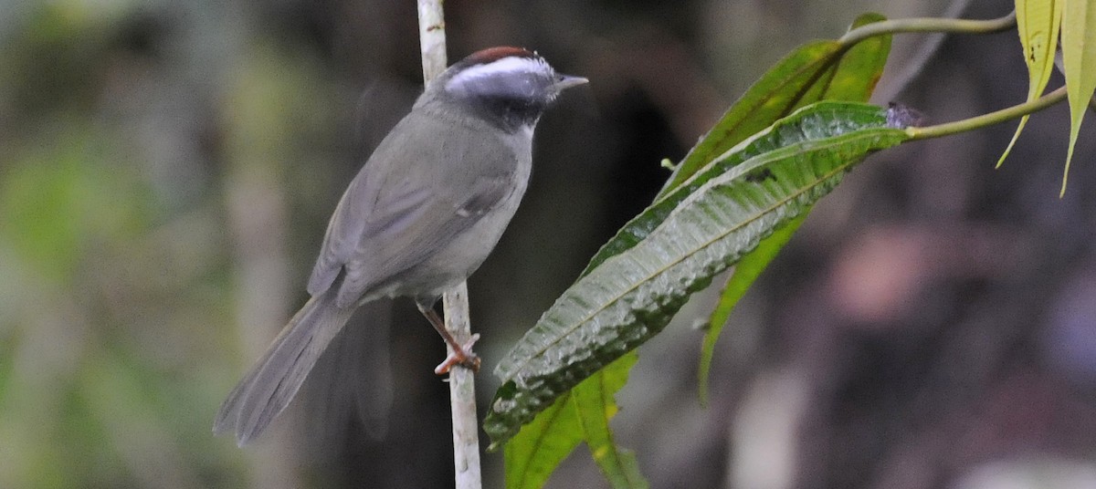 Black-cheeked Warbler - Ted Sears