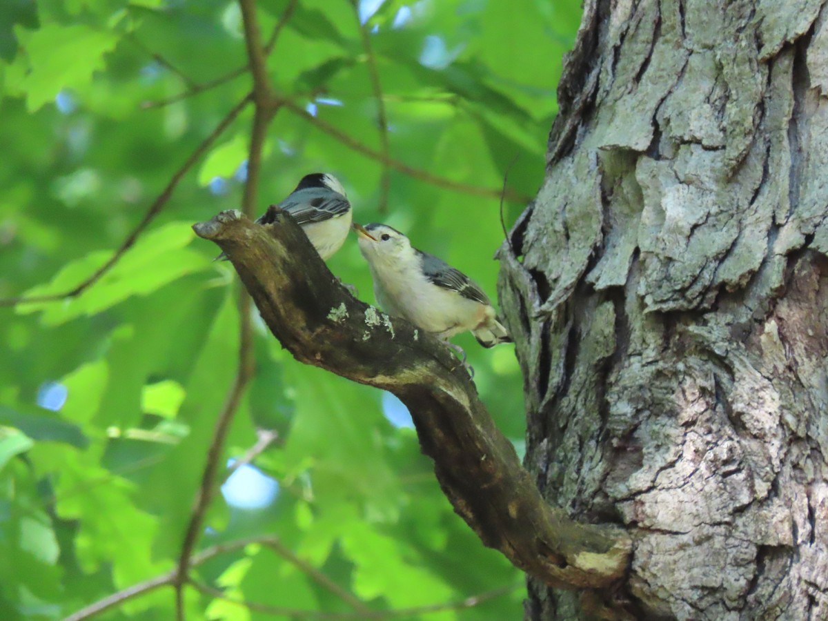 White-breasted Nuthatch - ML577543871