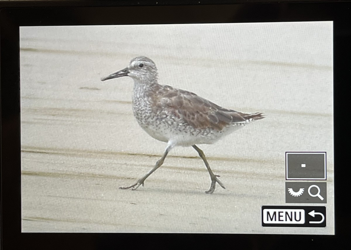 Red Knot - ML577543901