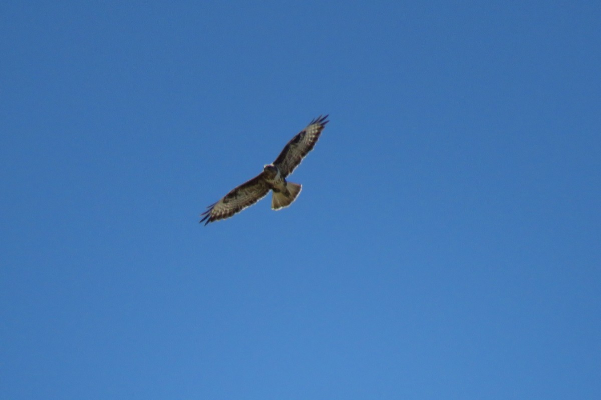 Common Buzzard - ML577544151