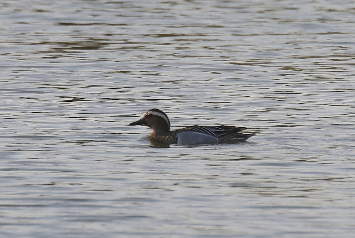 Garganey - Chris Kehoe