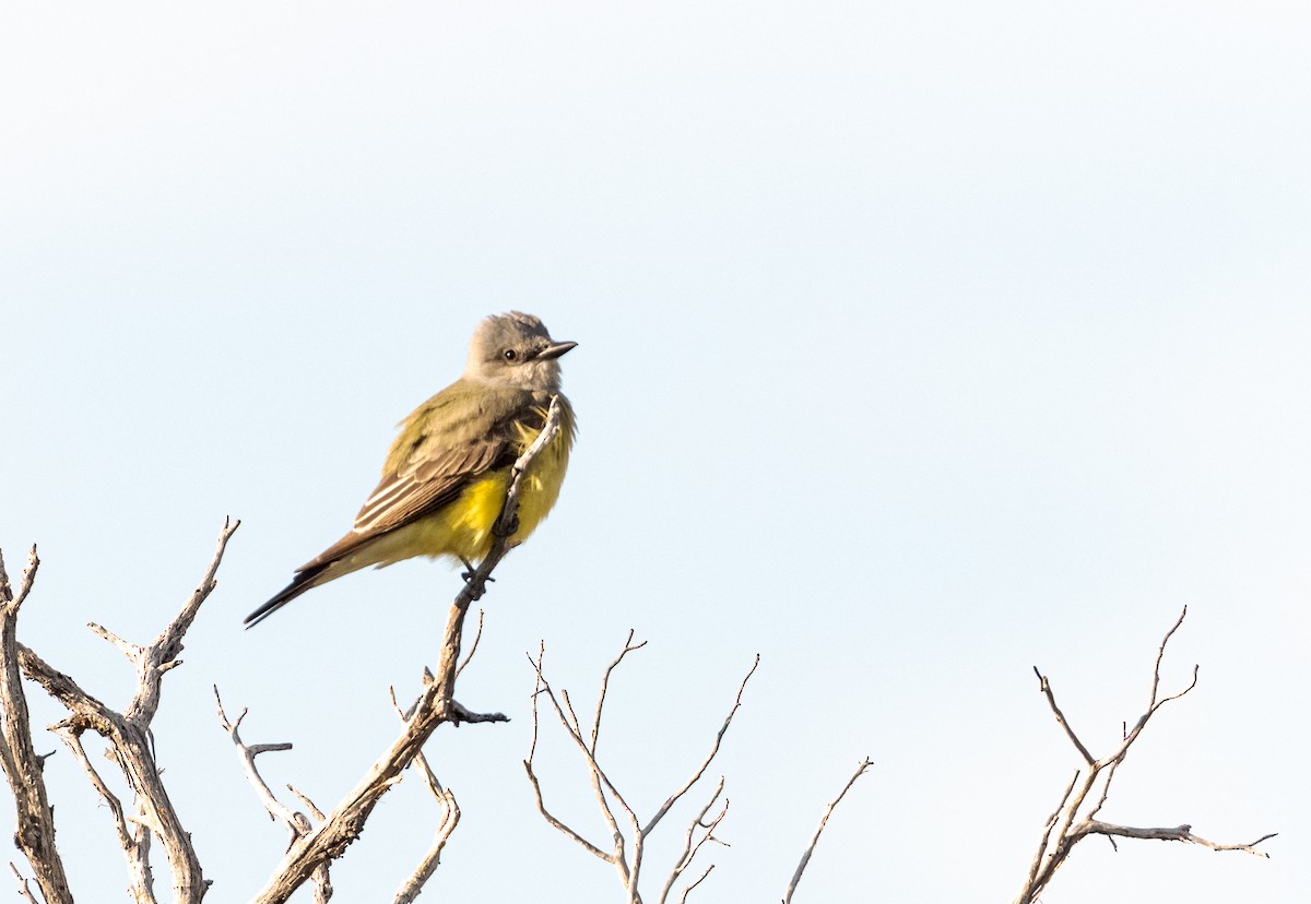 Western Kingbird - ML577545541