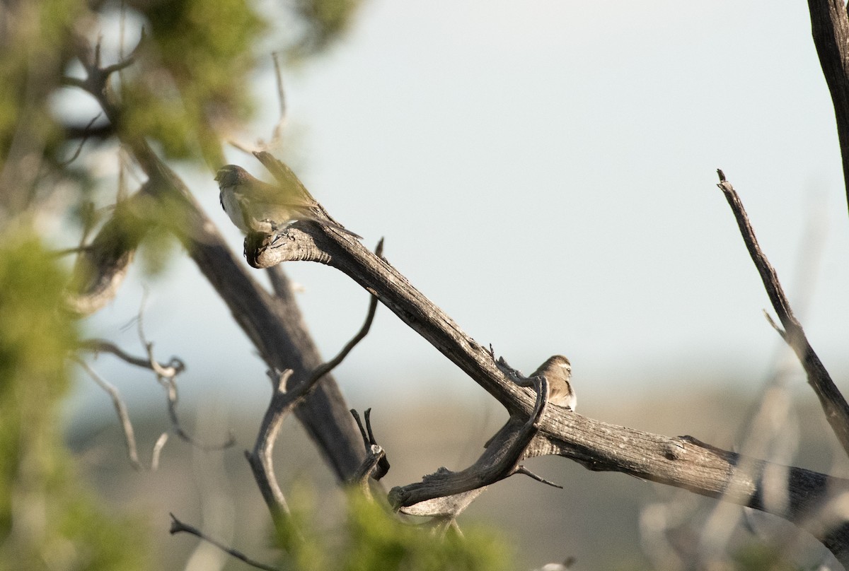 Black-throated Sparrow - ML577545581