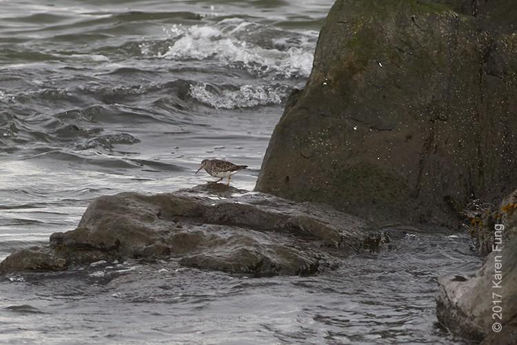 Purple Sandpiper - ML57754591