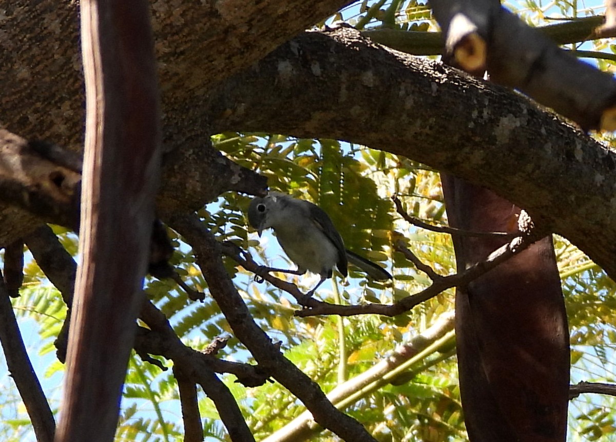 Blue-gray Gnatcatcher - ML577547961