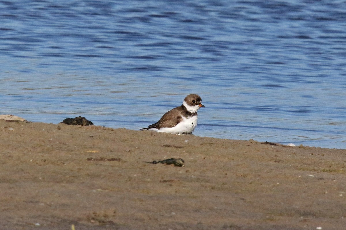 Semipalmated Plover - ML577548771