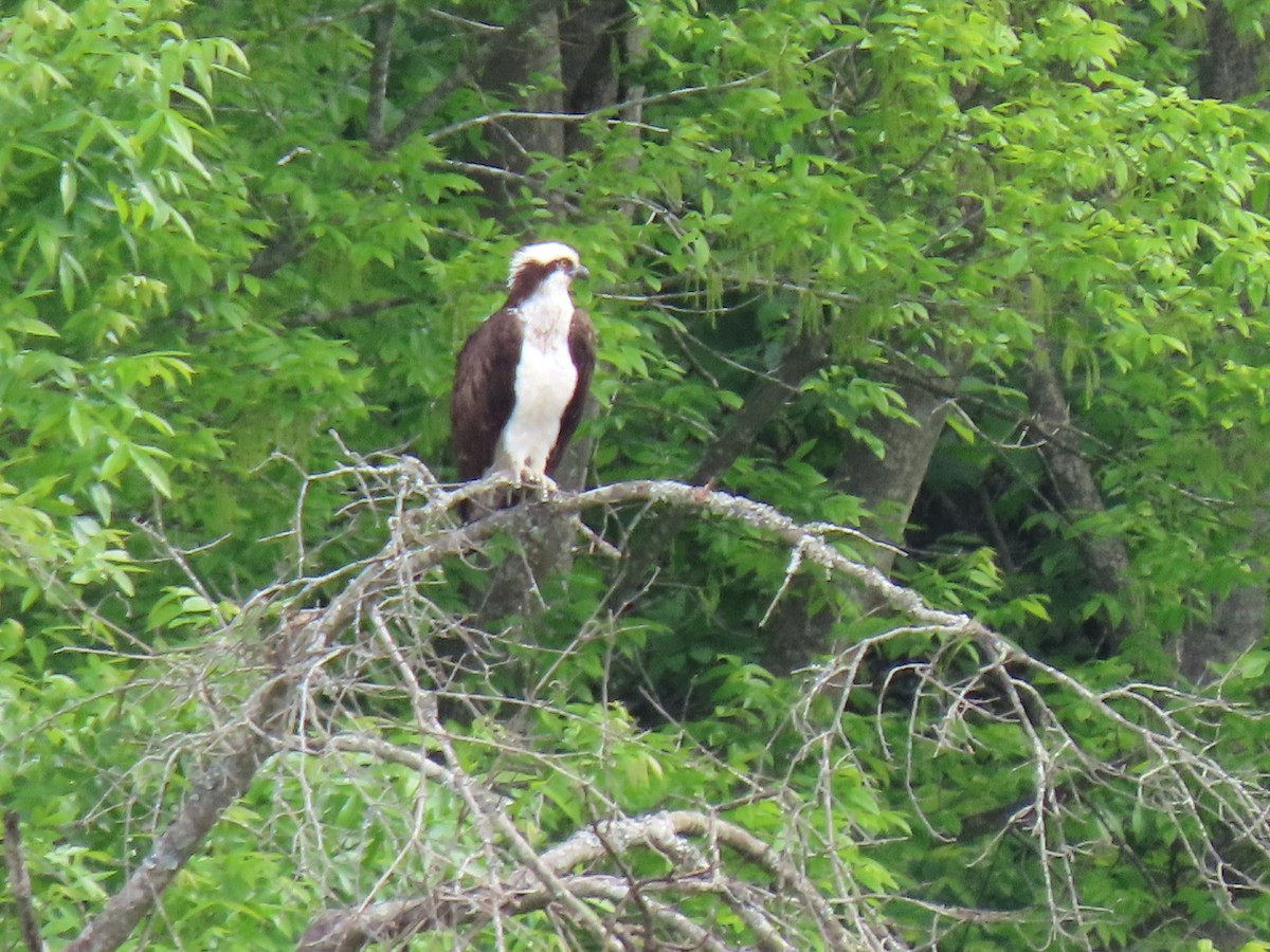 Osprey - ML577549171