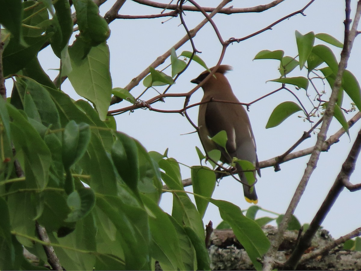 Cedar Waxwing - ML577549281