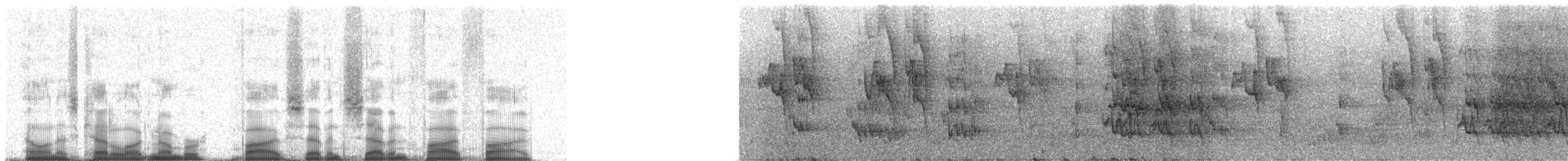 Red-eared Parakeet - ML57755