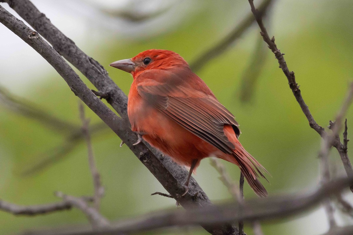 Summer Tanager - Linda Rudolph