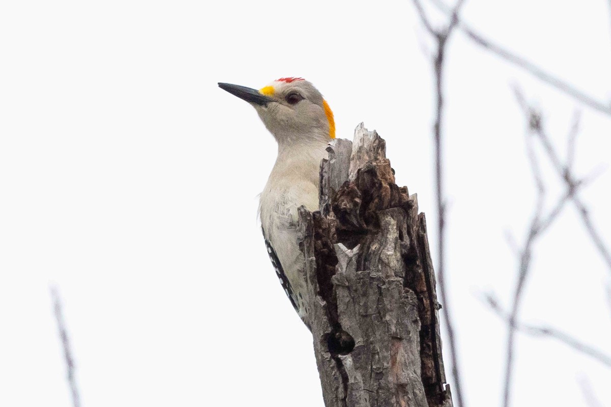 Carpintero Frentidorado (aurifrons) - ML577550651