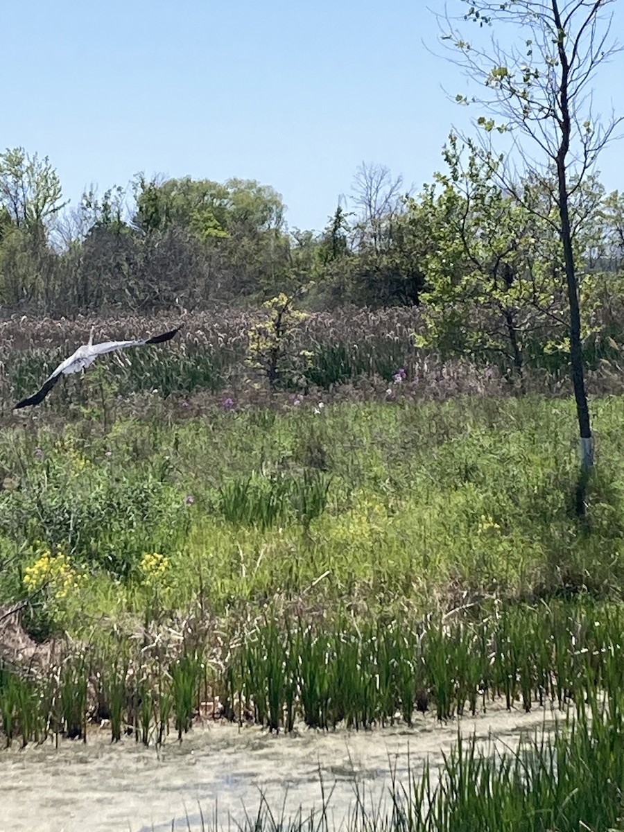 Great Blue Heron - ML577552051