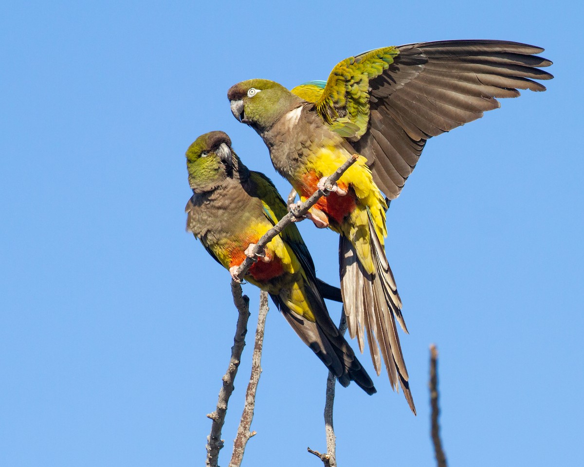 Burrowing Parakeet - ML577552191