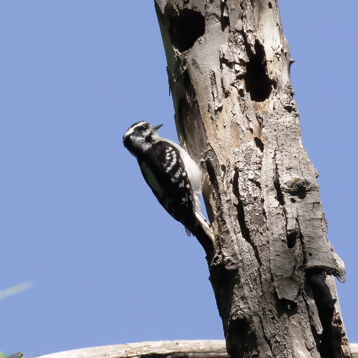 Downy Woodpecker - ML577553061