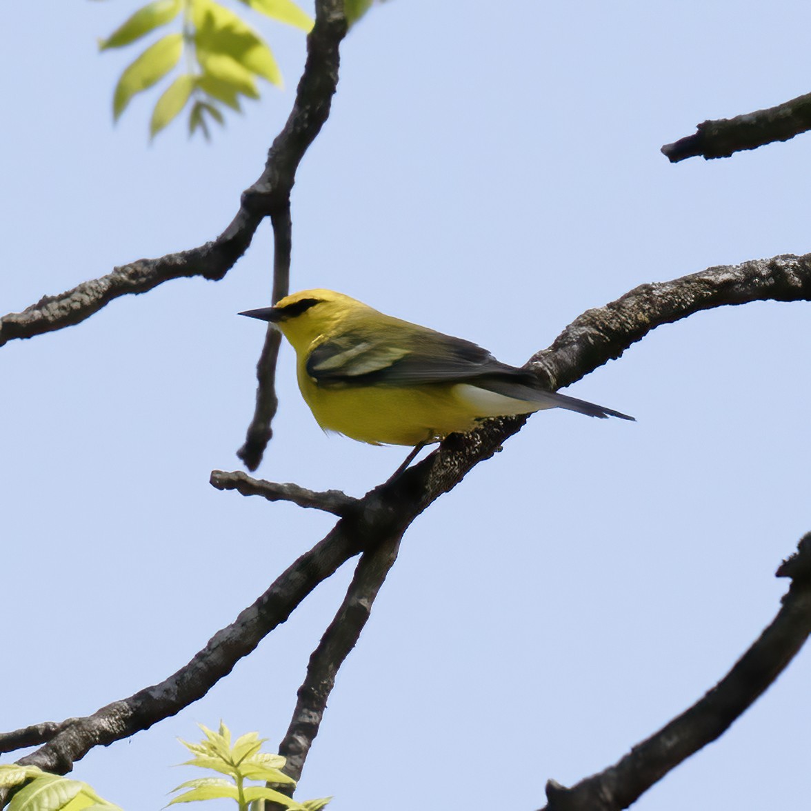 Blue-winged Warbler - ML577553191