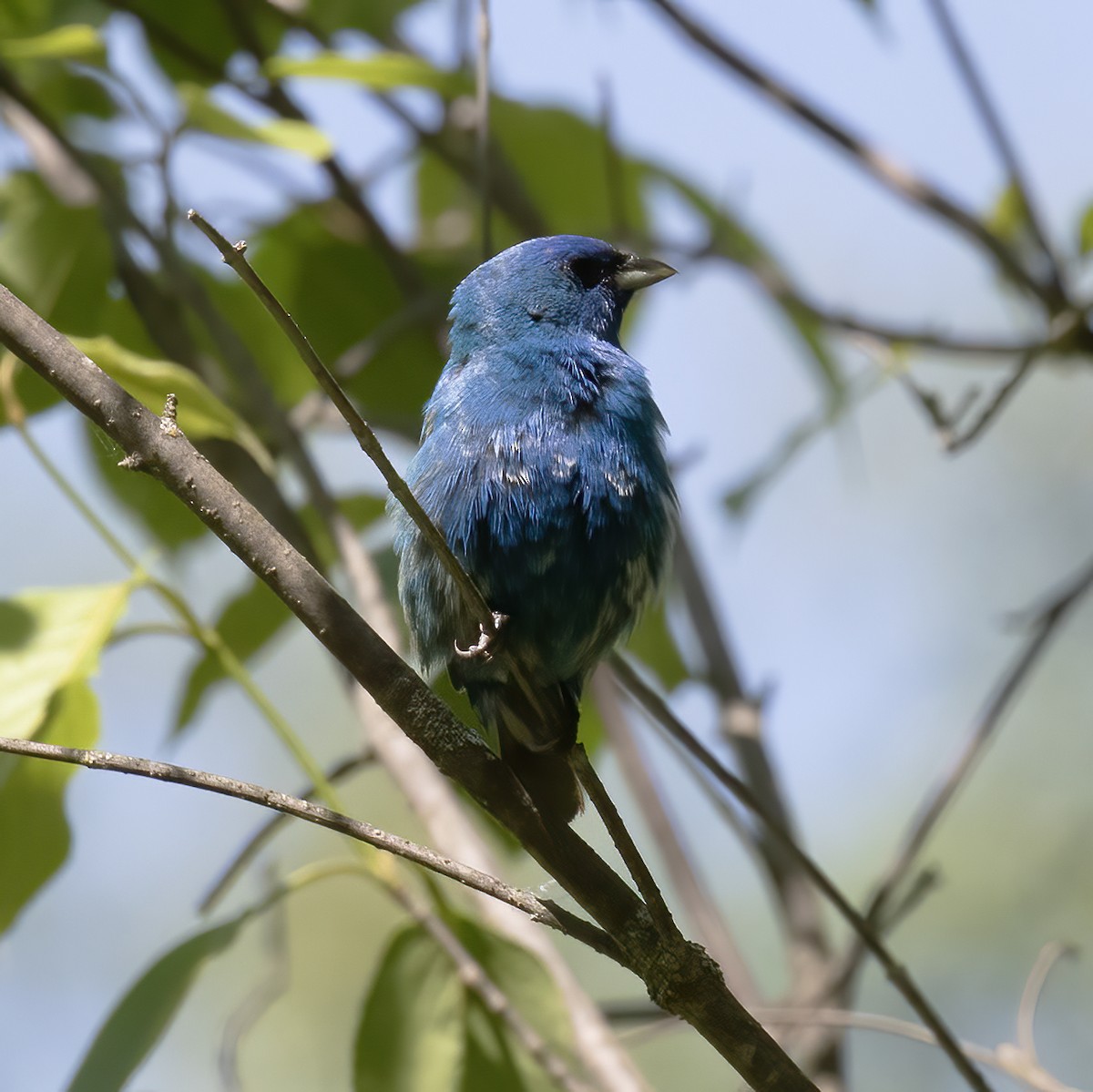 Indigo Bunting - ML577553261