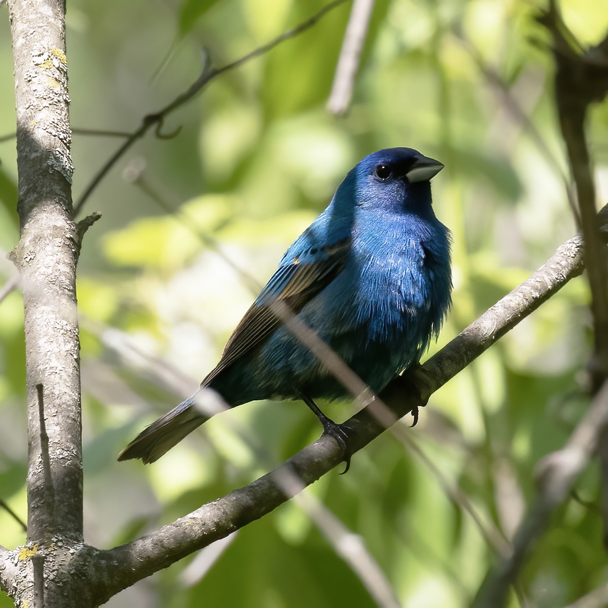 Indigo Bunting - ML577553271