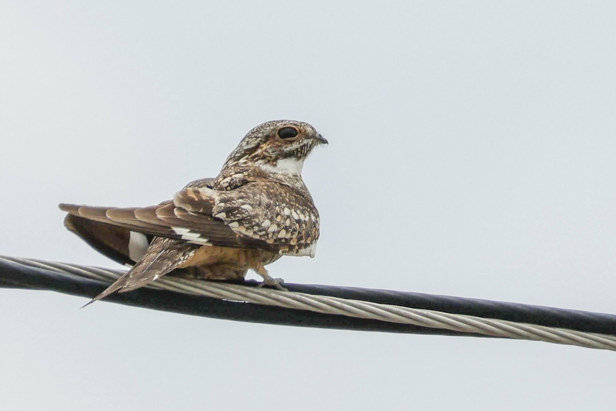 Lesser Nighthawk - ML577553861