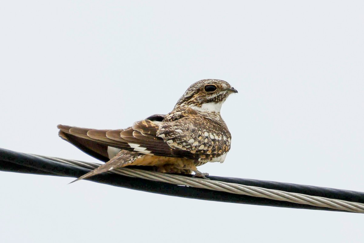 Lesser Nighthawk - ML577553871