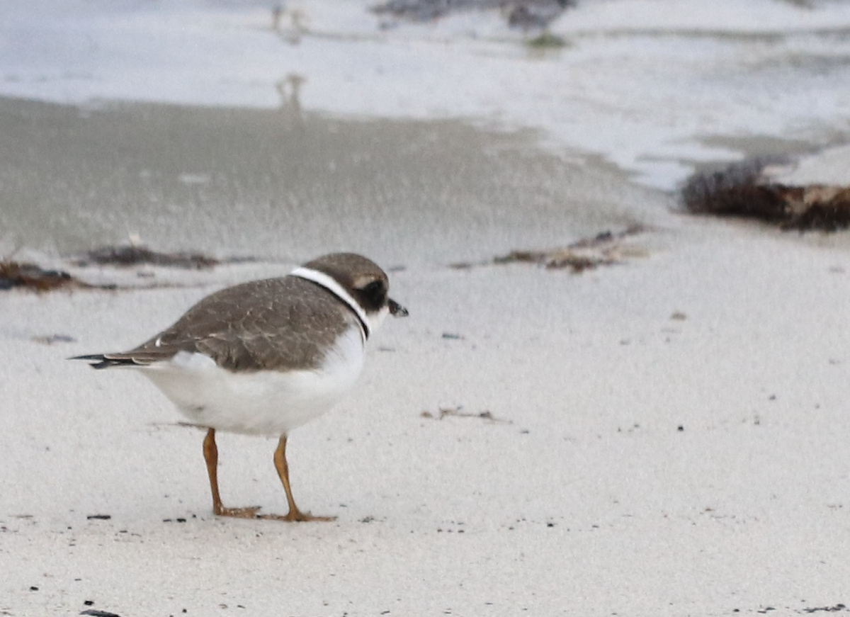 Common Ringed Plover - ML577555131