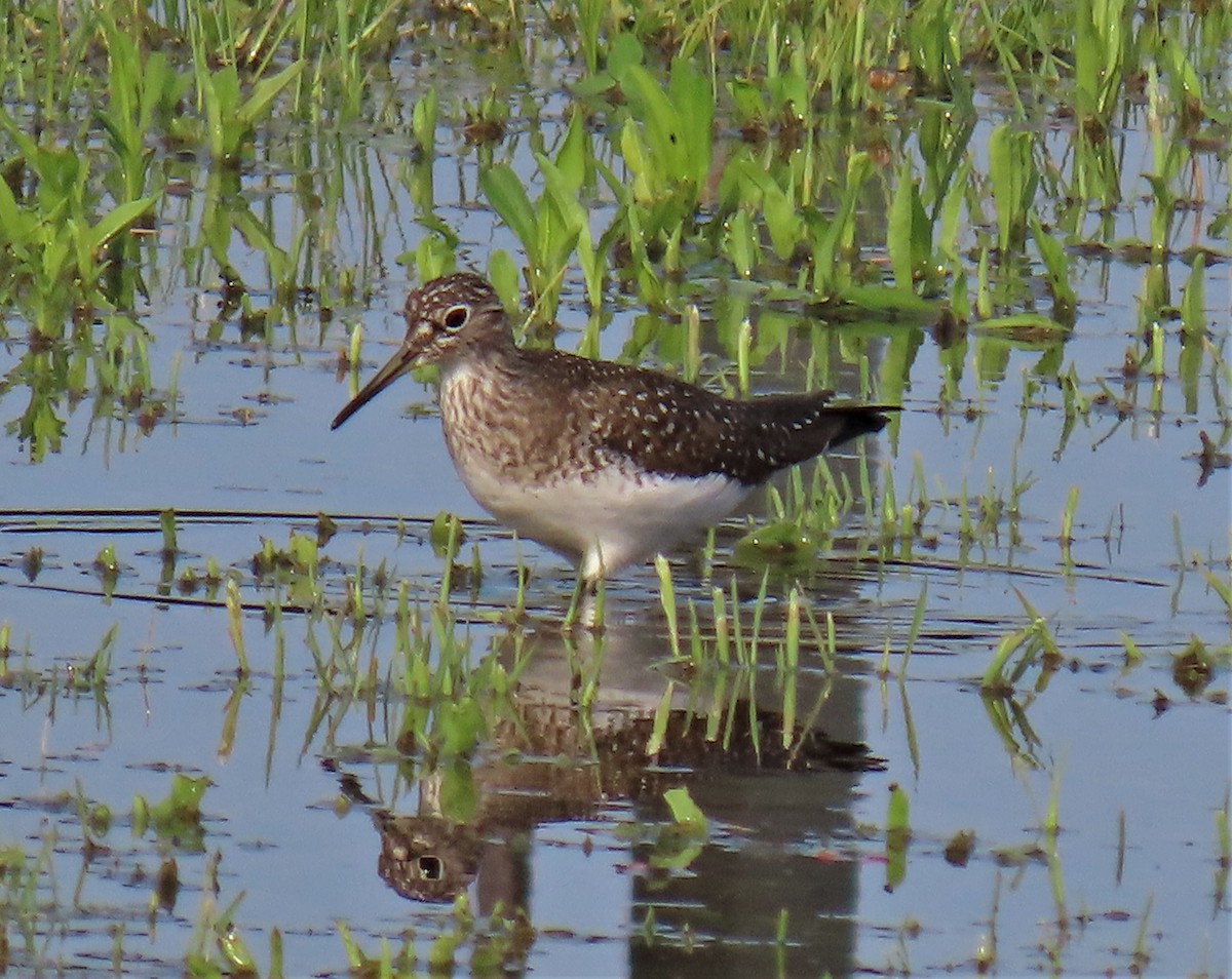 Solitary Sandpiper - ML577556521