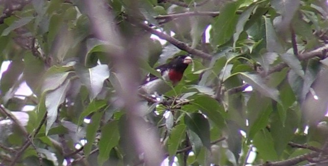 Rose-breasted Grosbeak - ML577556641