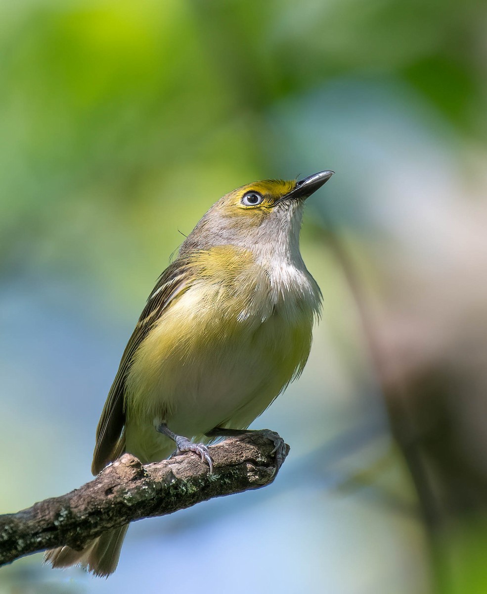 White-eyed Vireo - Thomas Swartz