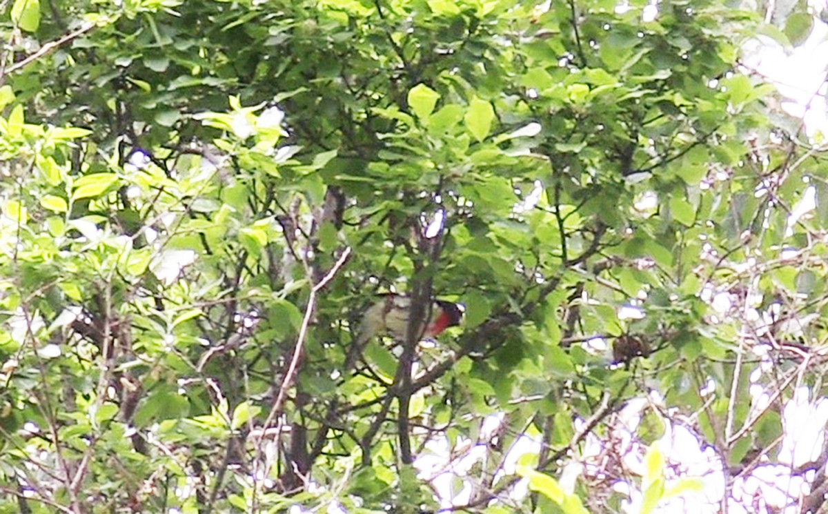 Rose-breasted Grosbeak - ML577557101