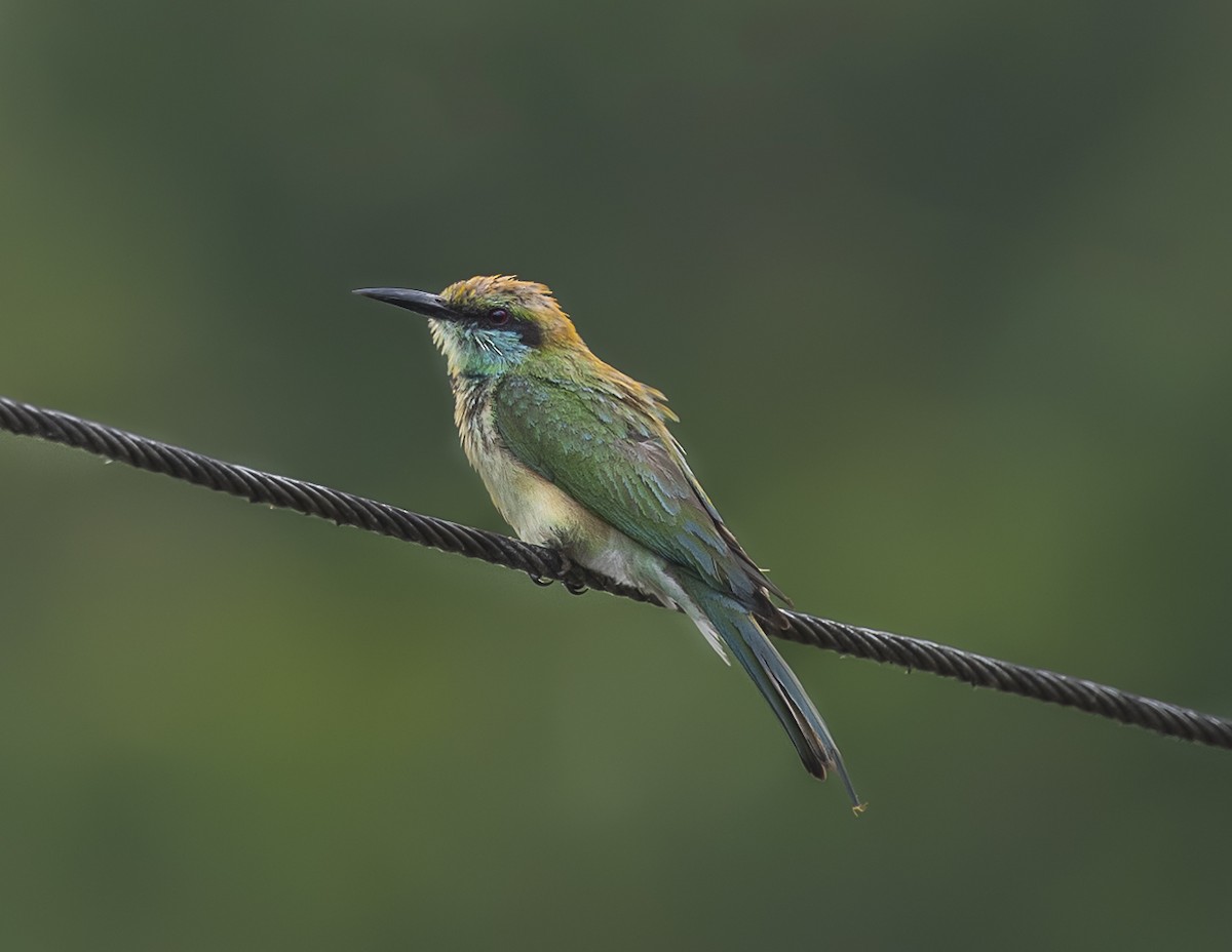 Asian Green Bee-eater - ML577557441