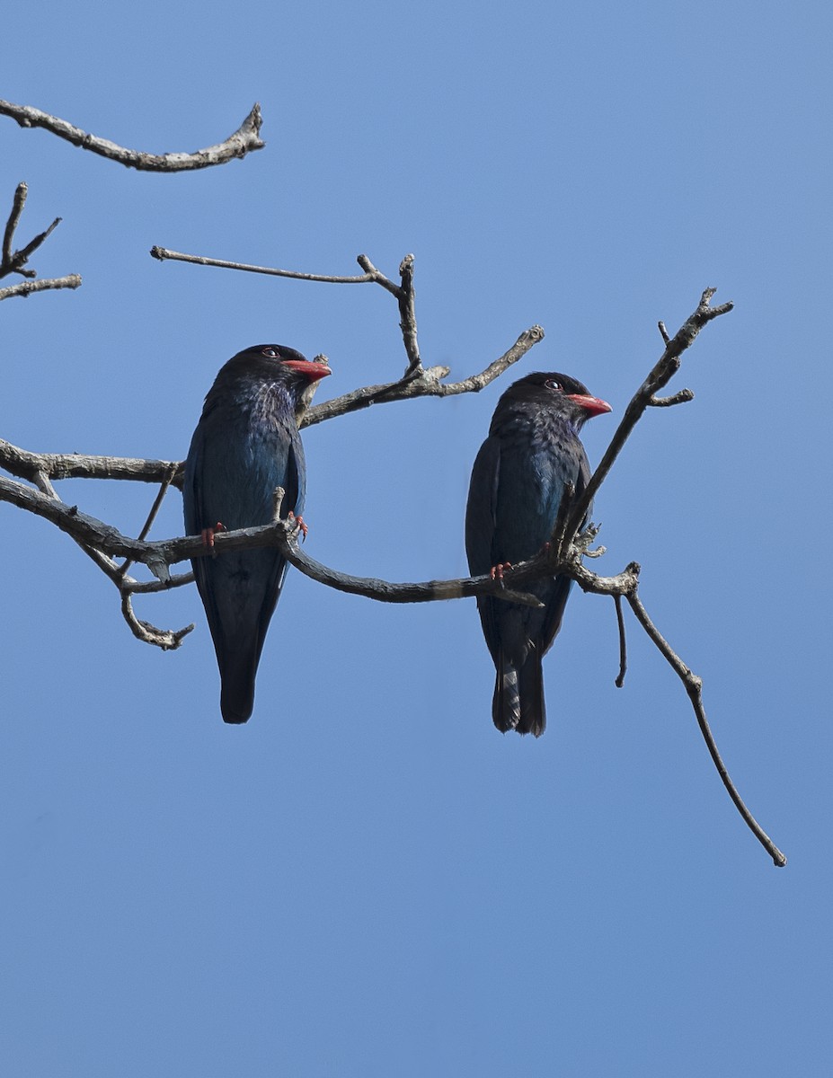 Dollarbird - Chiranjib Chakraborty