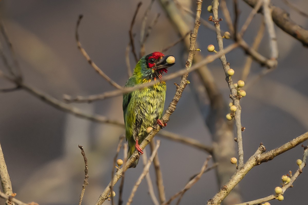 Malabar Barbet - ML577557661