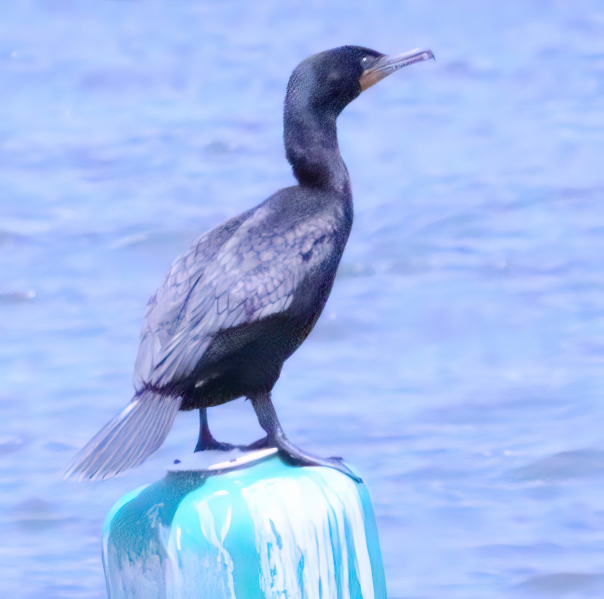 Double-crested Cormorant - ML577557671