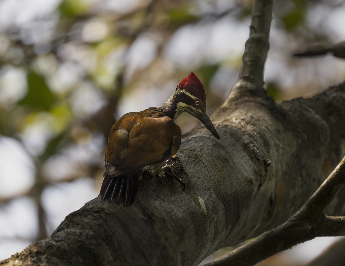 Malabar Flameback - ML577557741