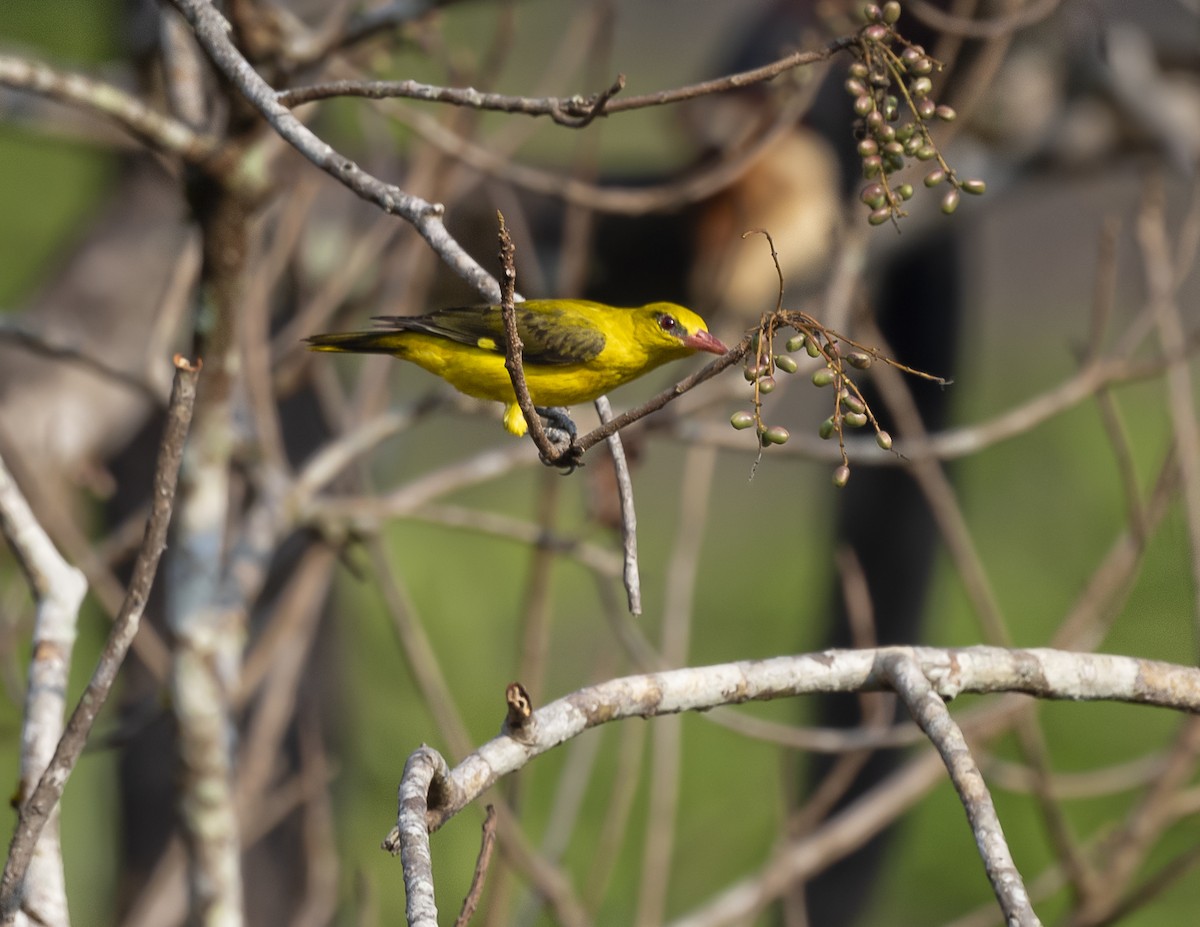 Indian Golden Oriole - ML577557981