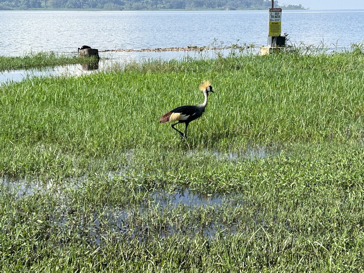 Gray Crowned-Crane - ML577558391