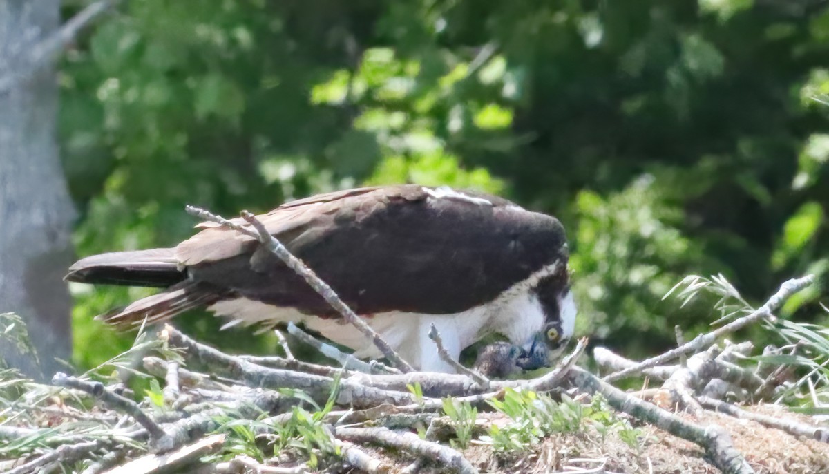 魚鷹 - ML577558601