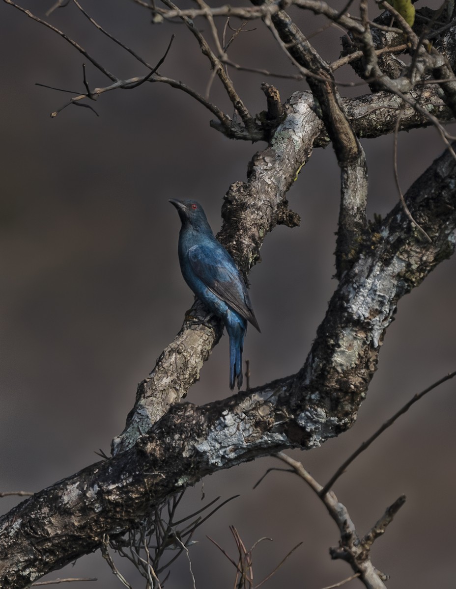 Asian Fairy-bluebird - ML577558891