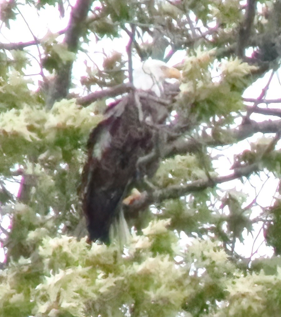 Bald Eagle - ML577559081