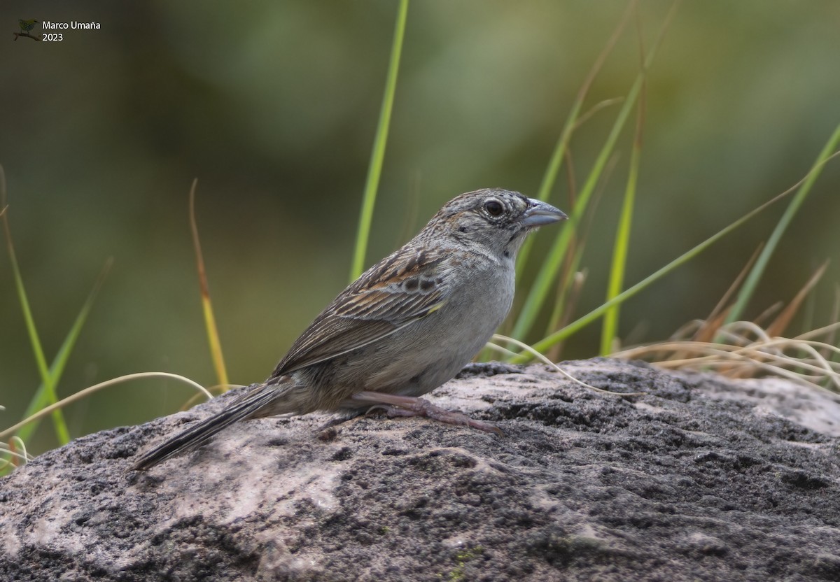 Botteri's Sparrow - ML577559961