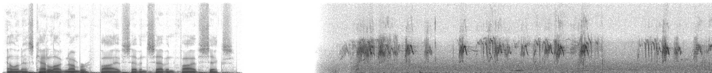 Mountain Parakeet - ML57756