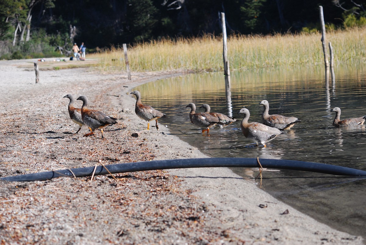 Ashy-headed Goose - Laura Garcia