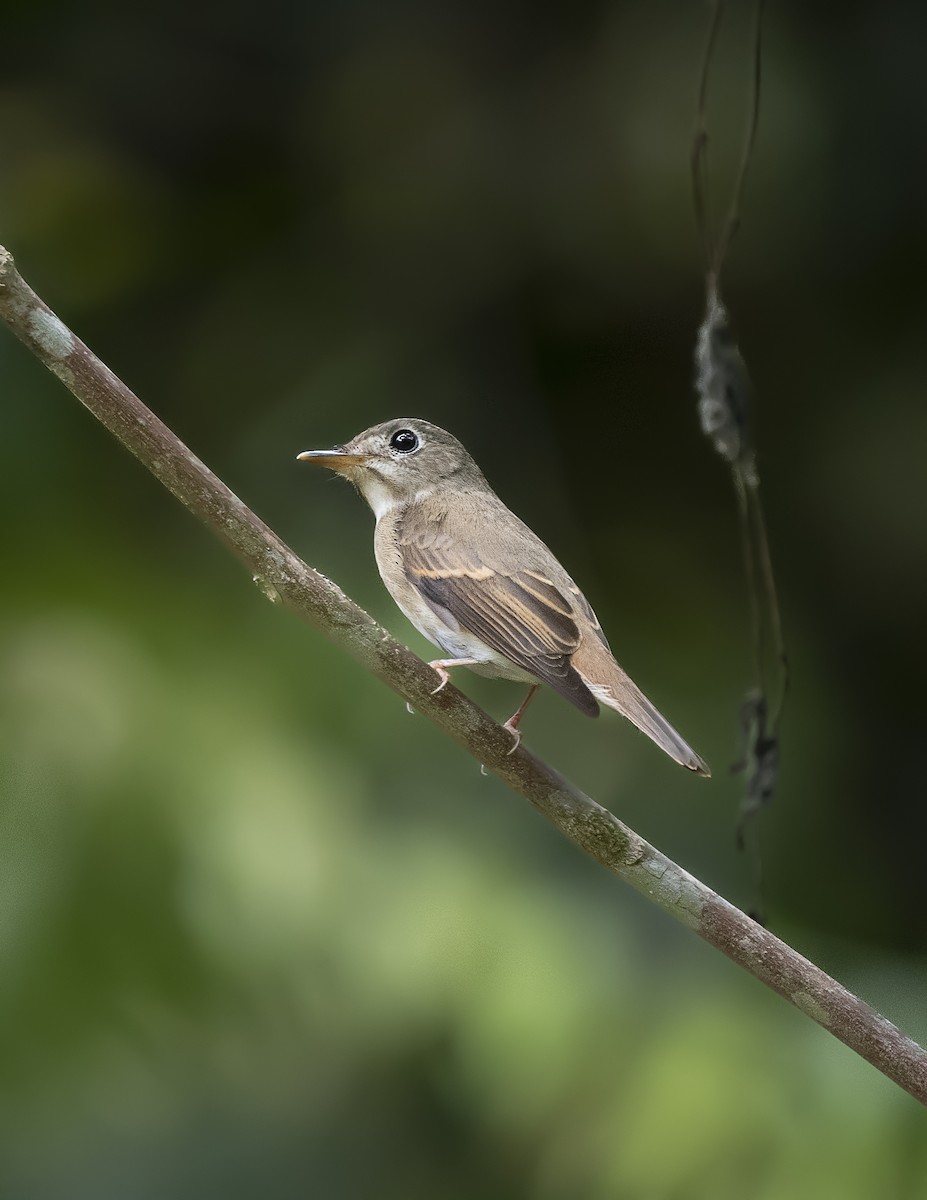 Brown-breasted Flycatcher - ML577562481