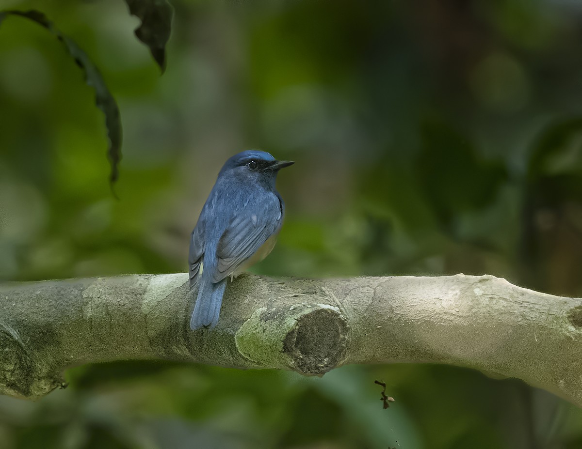 White-bellied Blue Flycatcher - ML577562621