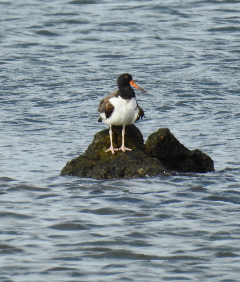 American Oystercatcher - alice horst