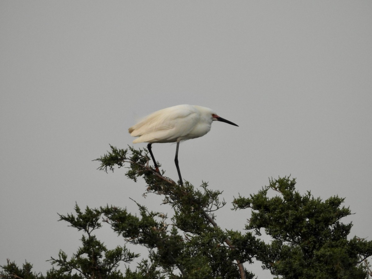 Snowy Egret - ML577562741