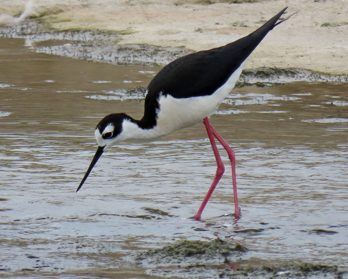 Black-necked Stilt - ML577563511