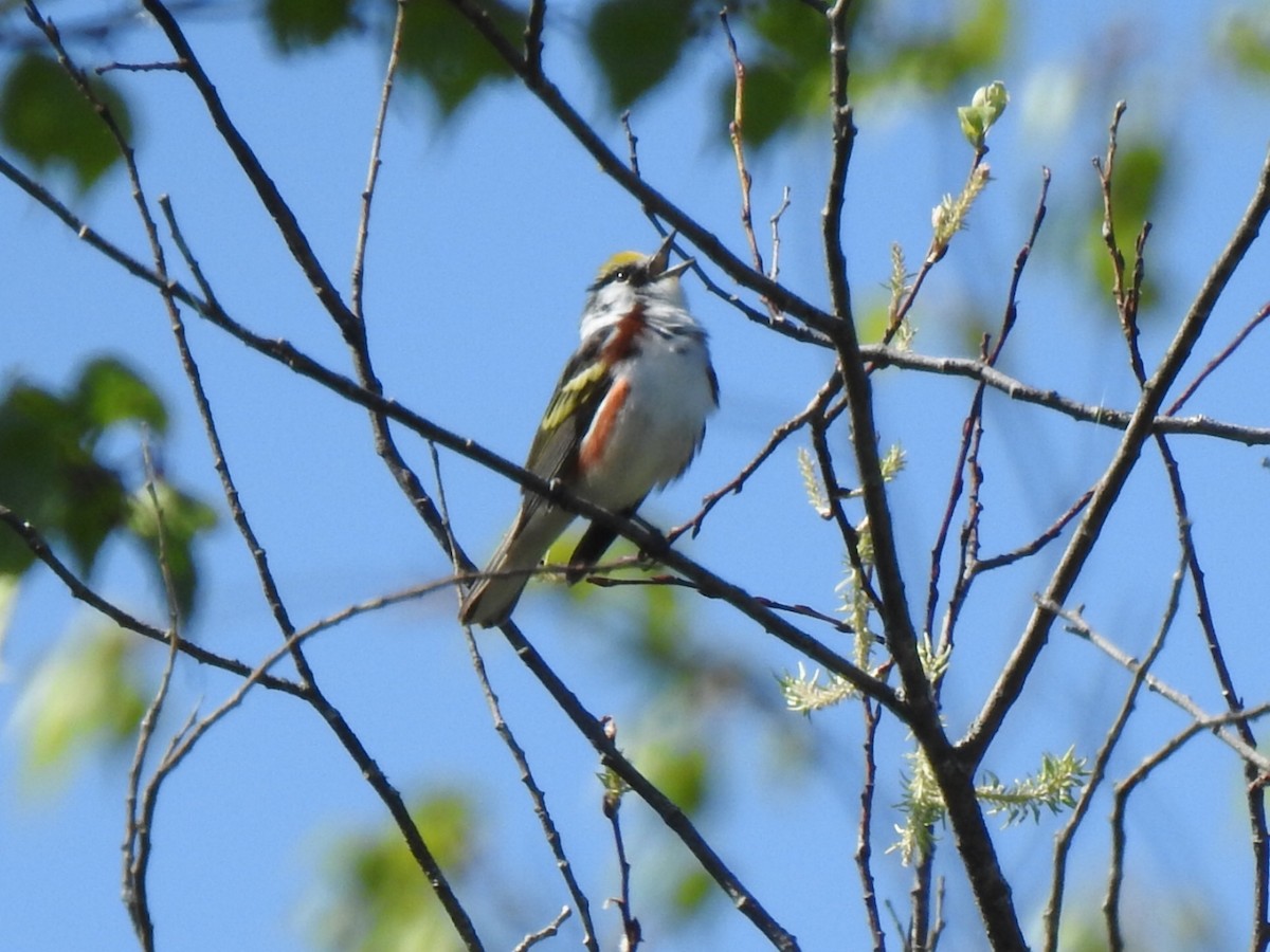 Chestnut-sided Warbler - ML577565691