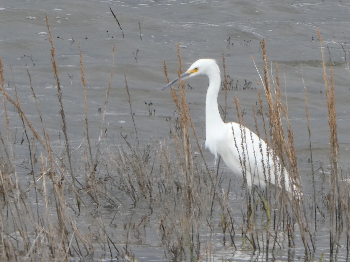 Aigrette neigeuse - ML577565971