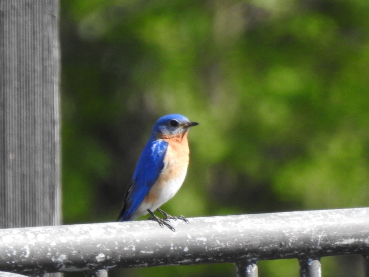 Eastern Bluebird - ML577566031