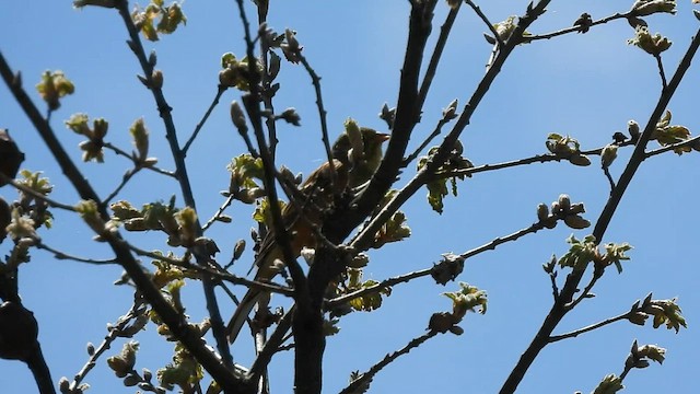 Ortolan Bunting - ML577566541